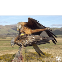 گونه کورکور حنایی Red Kite